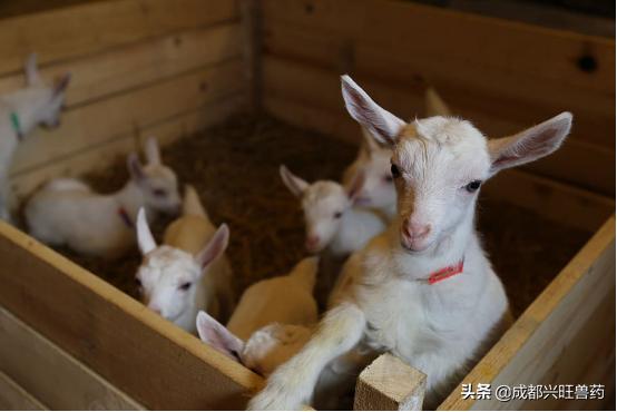 牛羊咳嗽厉害怎么治,牛羊感冒流鼻涕症状