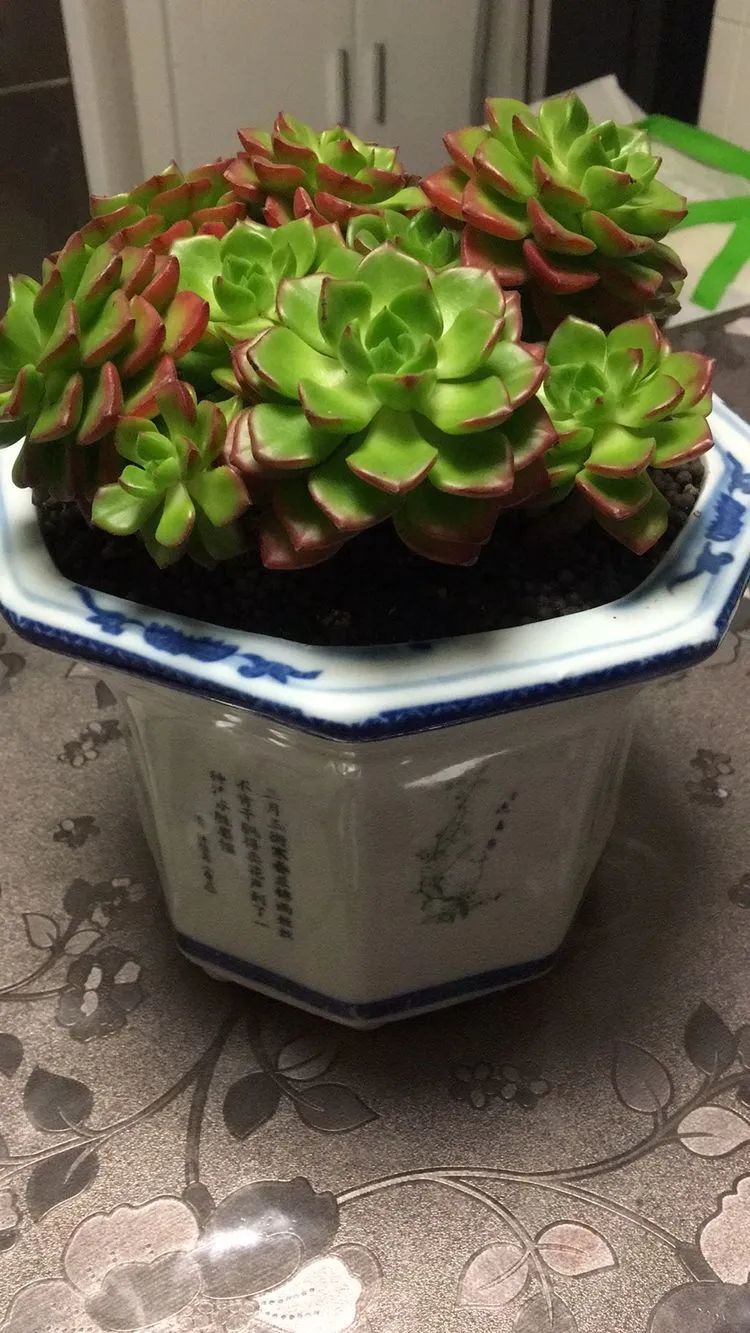 多肉新年寄语,养多肉七八年用心沉淀静待花开