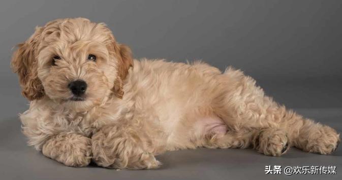 十种好养的宠物狗品种,100种可爱的狗