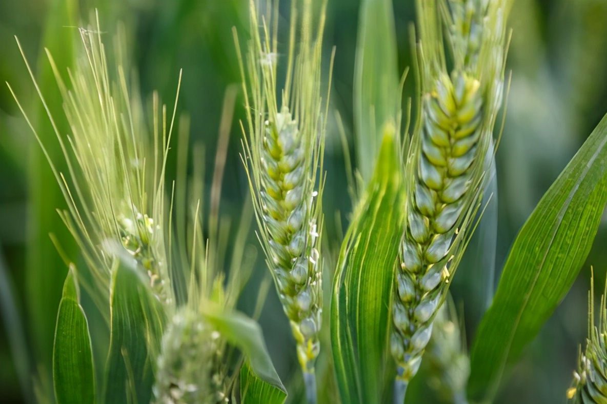 麦牛如何消灭,为什么谷物放久了会生虫