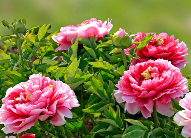 中国十大名花排行哪个是你的最爱,你知道中国十大名花是什么花吗