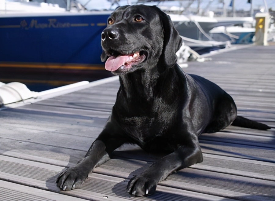 为什么这么多人讨厌黑狗,为什么狗令人喜欢