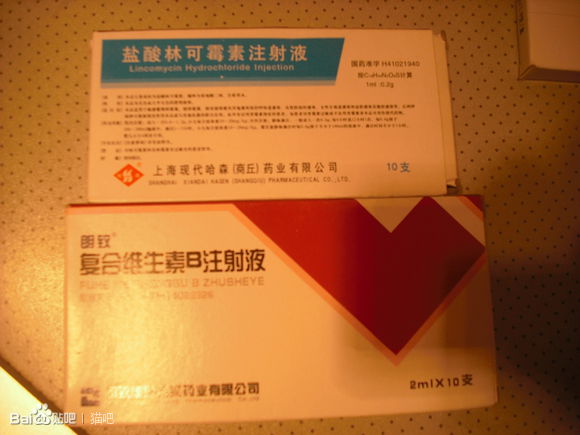 猫咪口腔溃疡最简单的治法,猫咪口炎口腔溃疡怎么治