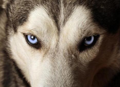 狗狗几个月可以看出来凶不凶,狗狗也能从视觉判断事物