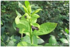 蓝莓枝枯病害图片大全,蓝莓果都有哪些病害