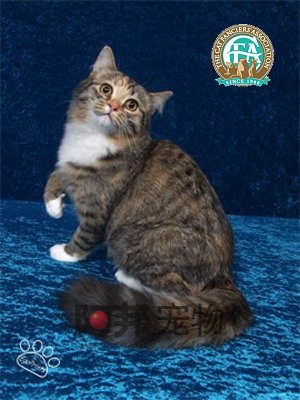 黄色背脖子白色的猫猫是啥种类,猫猫种类价格