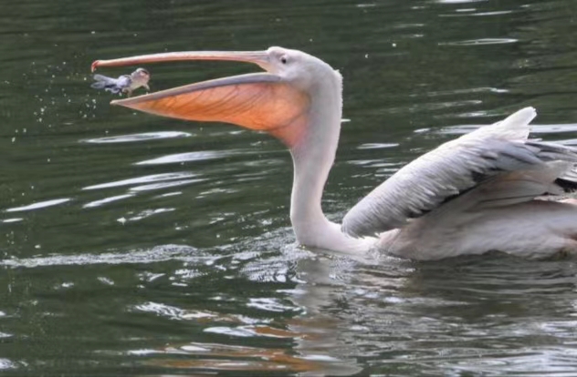 海上大量鹈鹕捕鱼,澳洲鹈鹕捕鱼图片