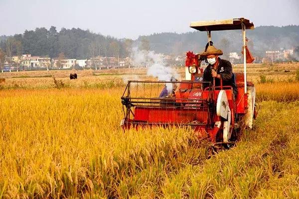 该如何选水稻、玉米、小麦、大豆种子，看这里！