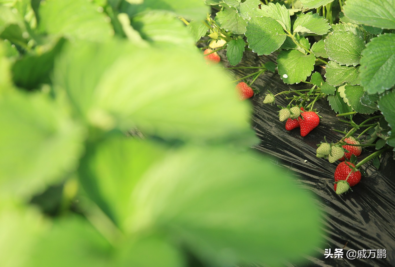 辽宁丹东东港草莓基地联系电话,辽宁丹东东港草莓种植基地