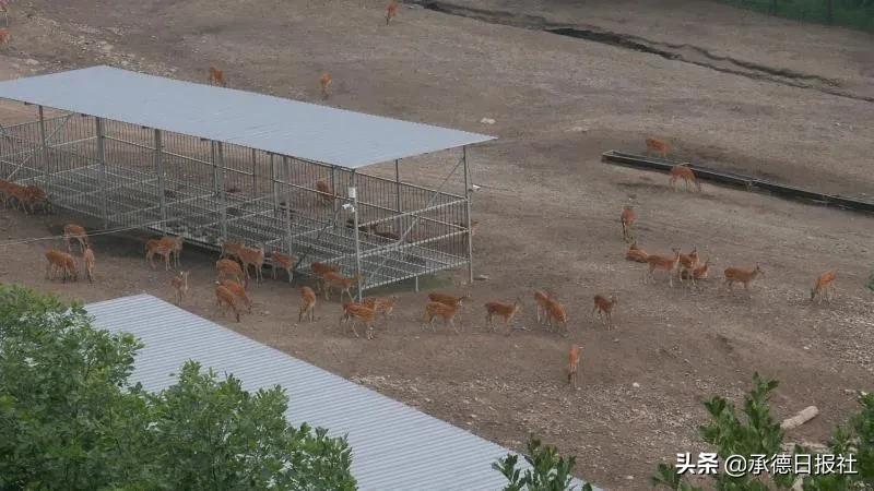 丰宁县杨树底下村,丰宁县选将营乡杨树底下村