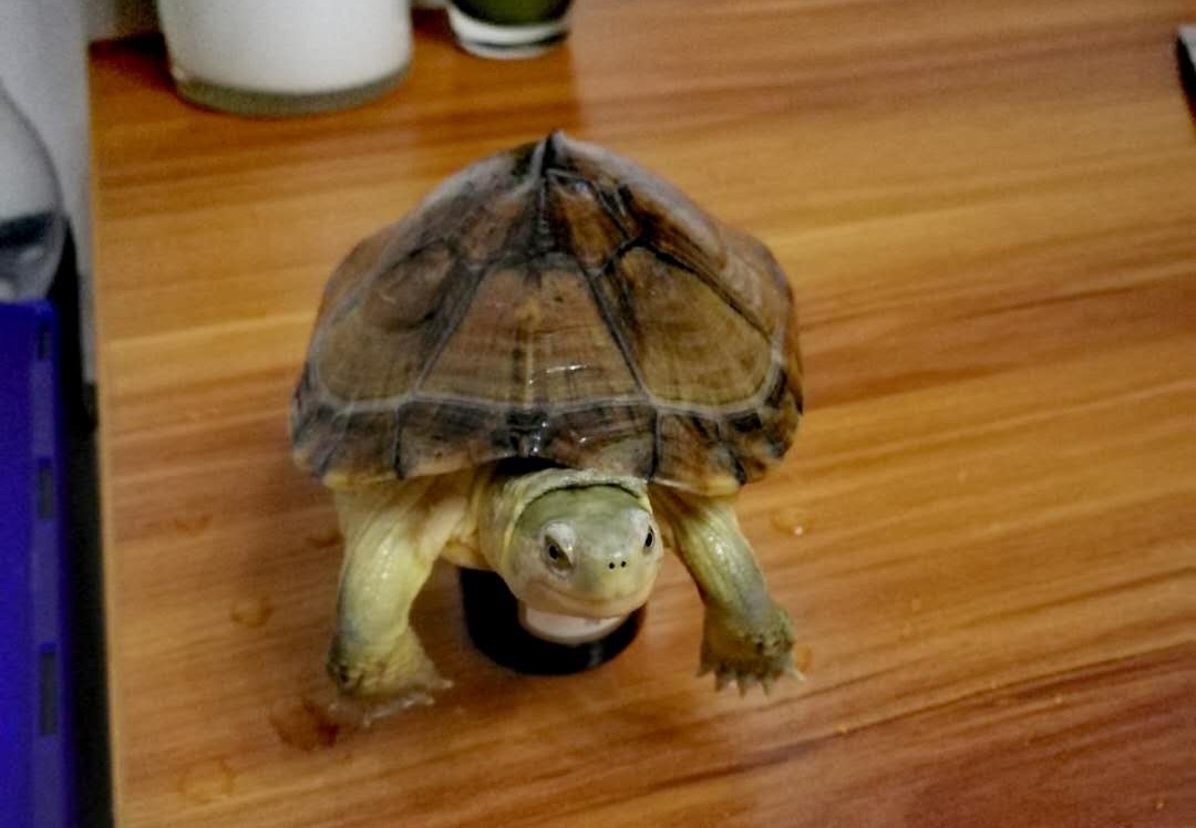 水龟养殖技术视频,水龟饲养入门知识大全