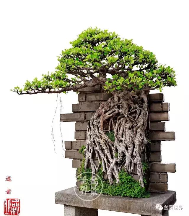 榕树罗汉松风水树,什么形状的榕树盆景好