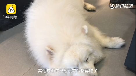 爷爷奶奶养的狗胖出糖尿病狗子怒减10斤控制血糖