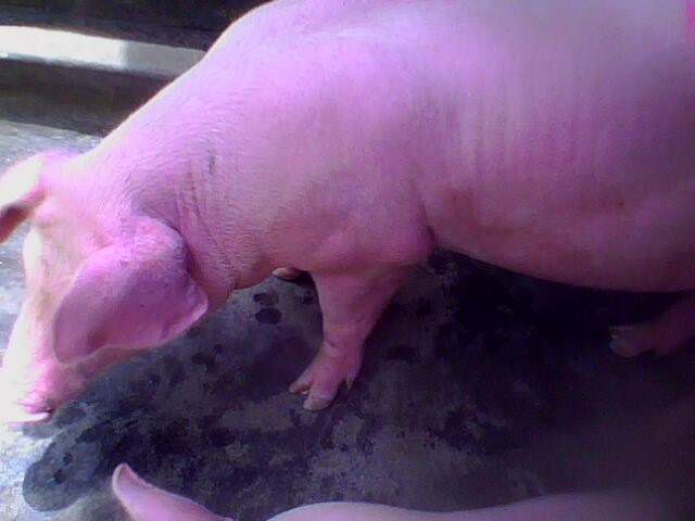 猪羔中暑症状,猪中暑了都有什么样的症状