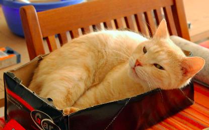 猫粮买哪个最好,营养猫粮罐头怎么选购