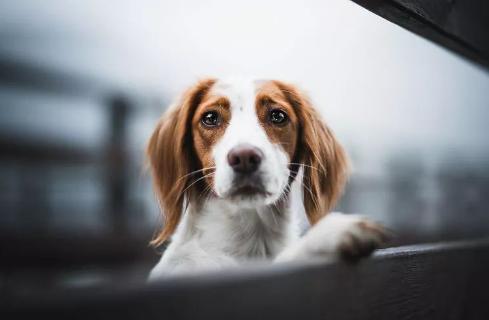 有必要给狗狗刷牙吗,如何给狗狗刷牙只需做好这4步