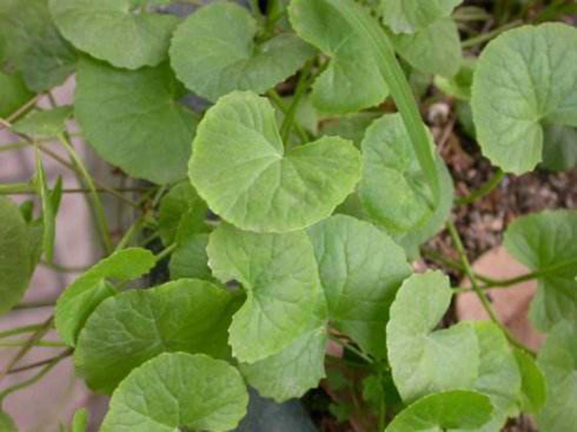 以前的杂草丛生现在已是世外桃源,崩大碗药用价值及图片