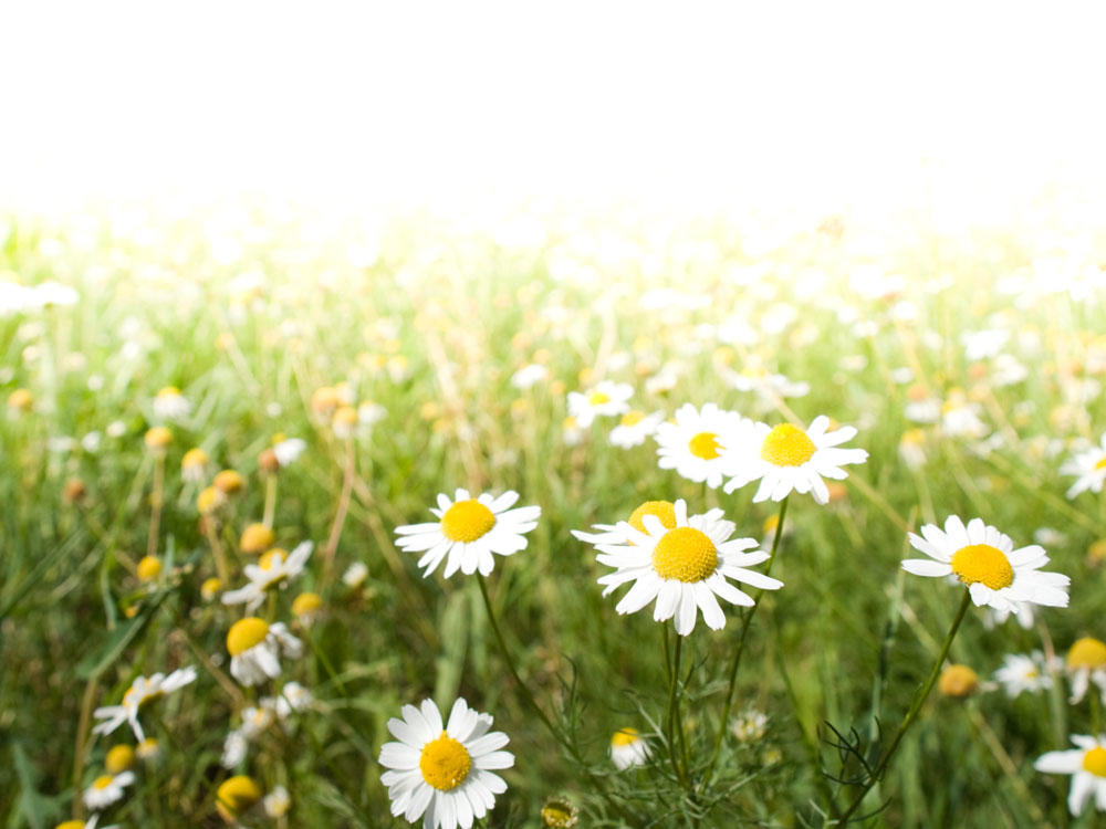 秋冬季节什么花耐活,这个季节有什么花比较好养活