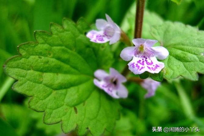 活血丹草分布,活血丹