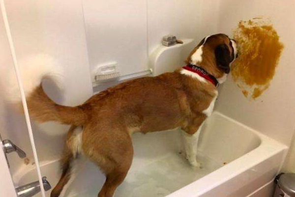 狗狗害怕洗澡怎么训练,狗狗害怕洗澡怎么训练它听话