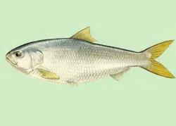 青鱼草鱼鲢鱼鳙鱼被称为四大家鱼,草鱼青鱼鲫鱼三种鱼外表怎么区分