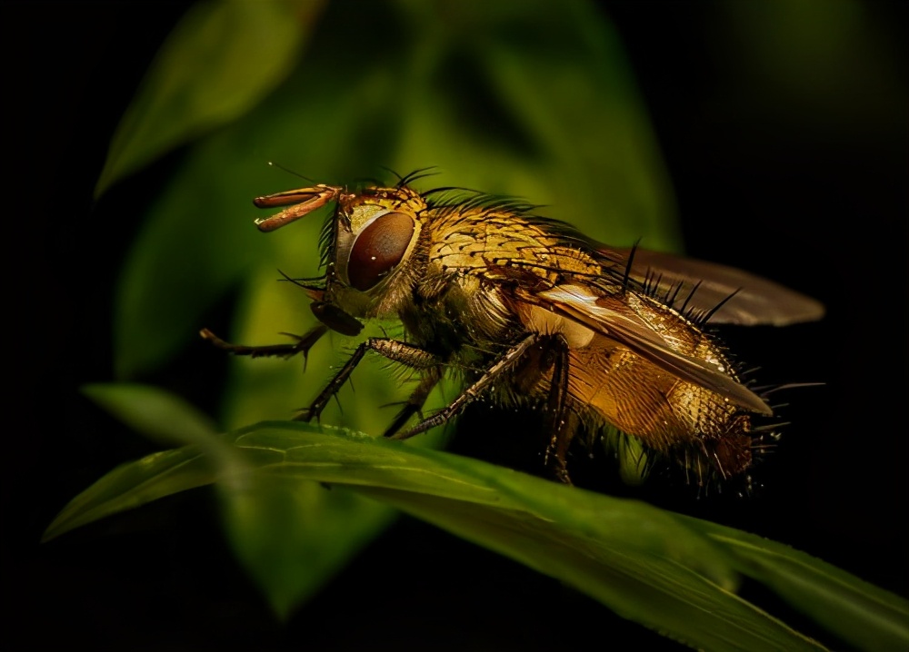 你所不知道的动物冷知识,不可思议的动物冷知识英文
