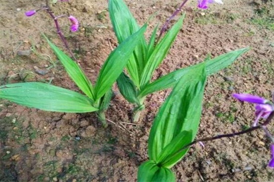 白芨种苗一斤多少株,白芨种苗价格育苗基地