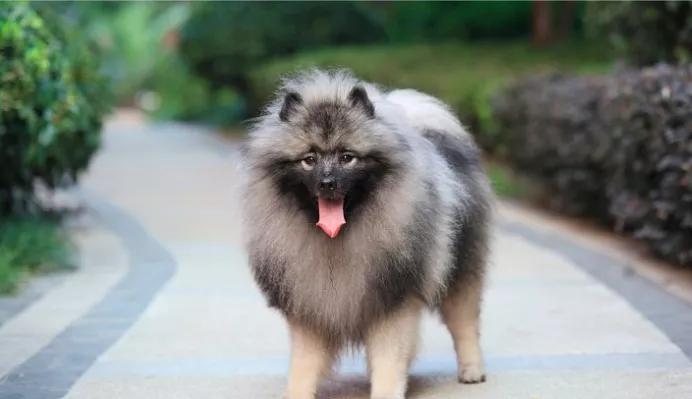 每日一犬---荷兰毛狮犬