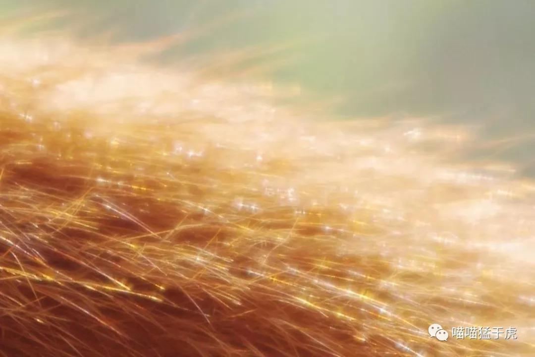 治疗猫咪抑郁症的四个方法图,猫抑郁的最佳治疗方法