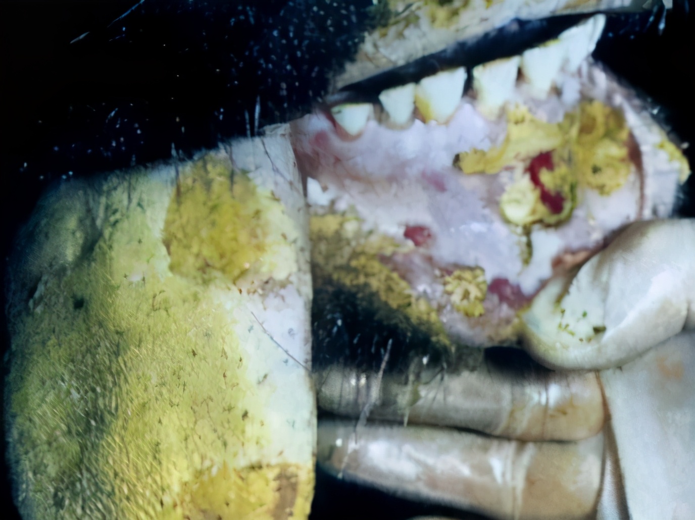 牛羊口蹄疫小妙招,牛羊口蹄疫怎么办