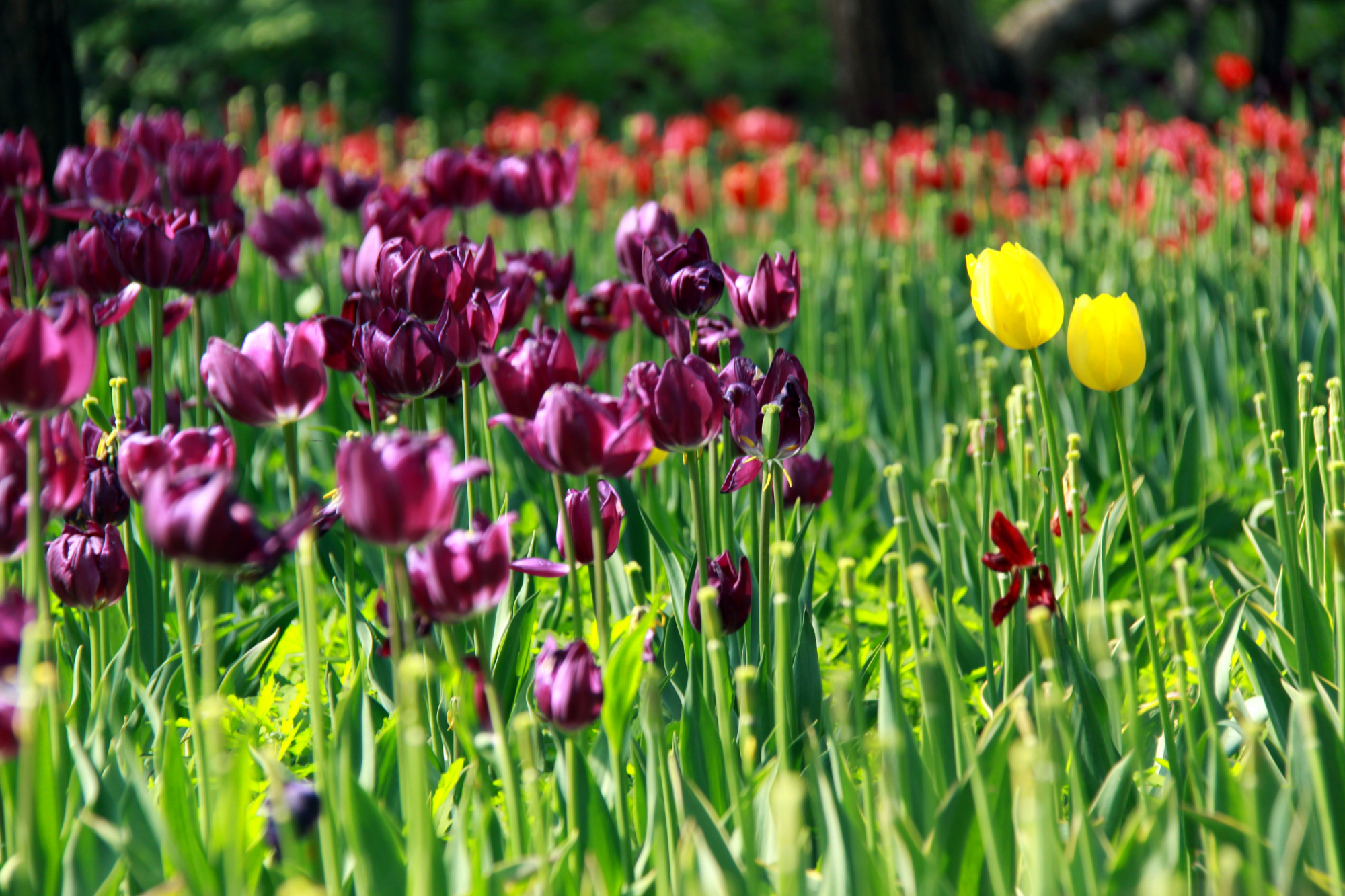 郁金香济南哪里最好,济南万象城郁金香