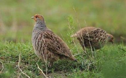 农村种植业致富项目推荐,农村致富项目一年四季有收益