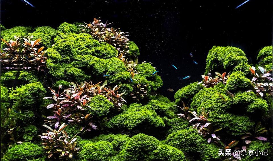 草缸辣椒榕大树造景,草缸辣椒榕怎么修剪