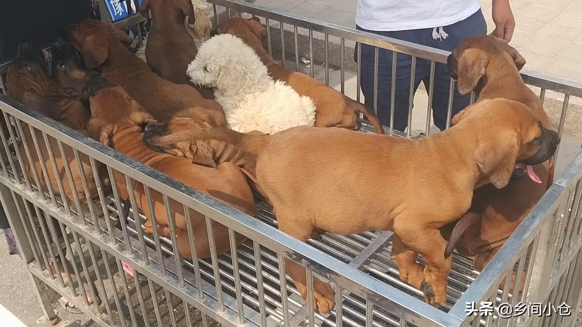 豫东第一大狗市,带你看看周口最大的狗市