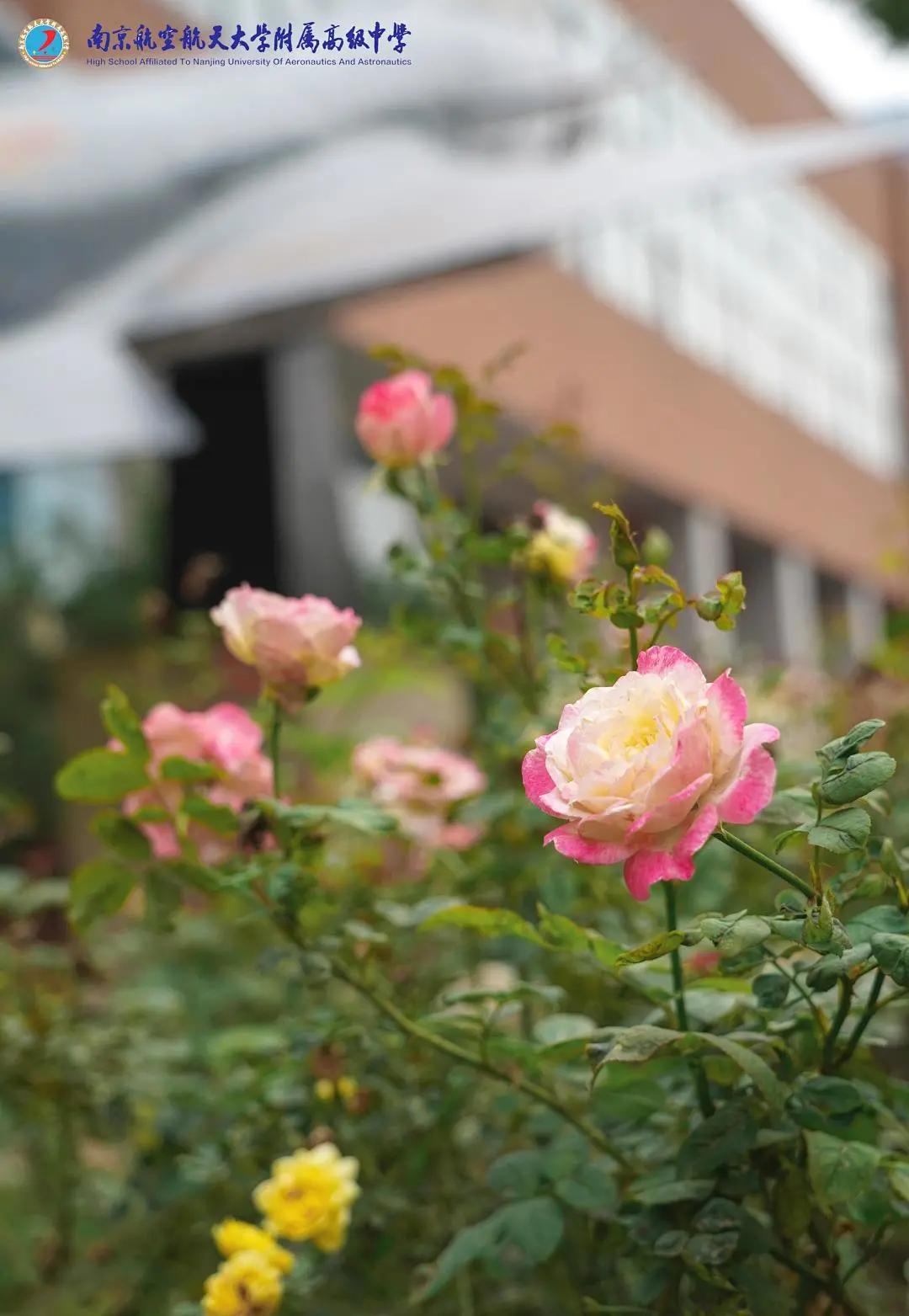最美的风景美丽的校园,最美的风景就是校园