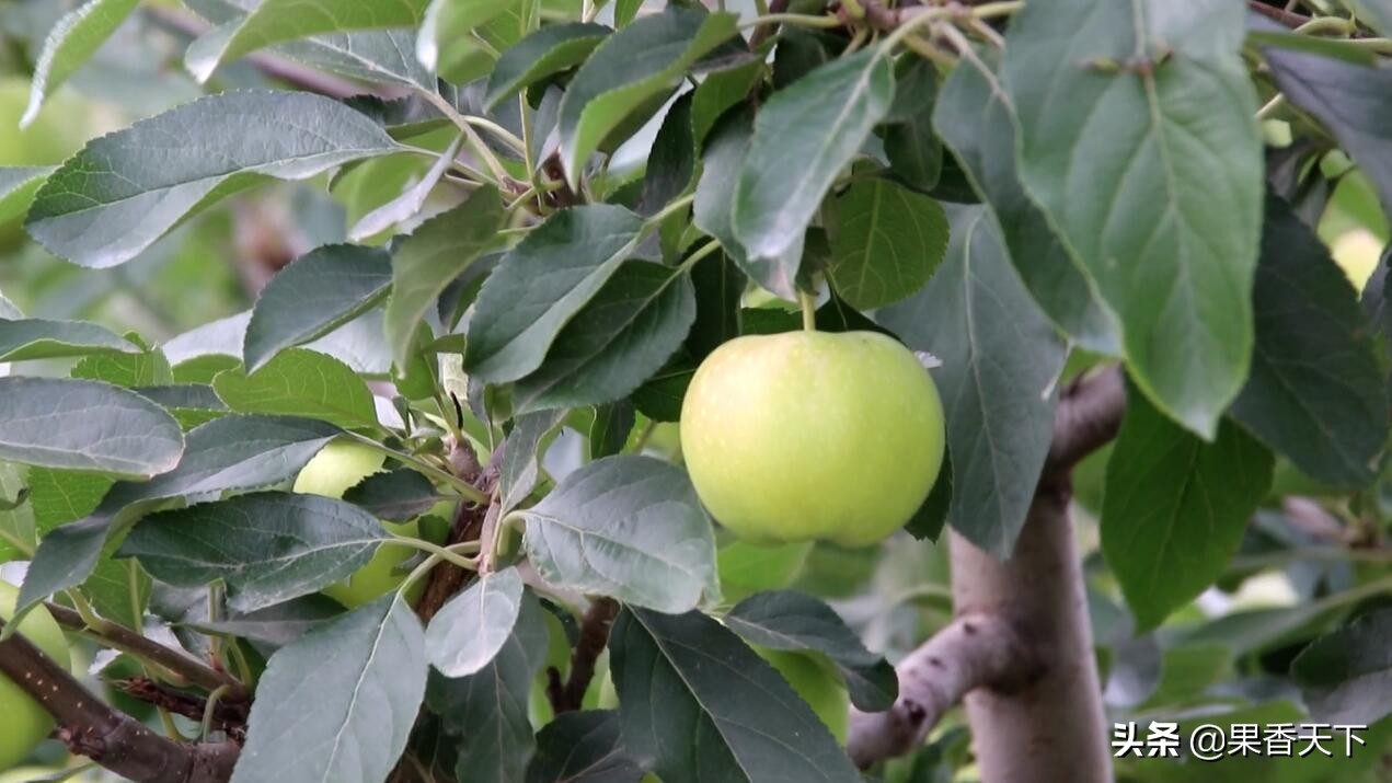 苹果炭疽叶枯病最佳治疗方法,苹果炭疽叶枯病用什么药效果好