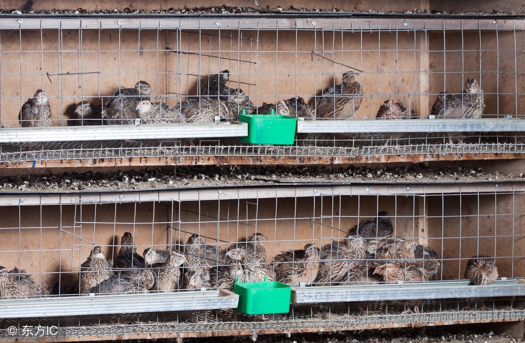 养殖鹌鹑用什么药预防好,鹌鹑养殖如何降低成本的方法