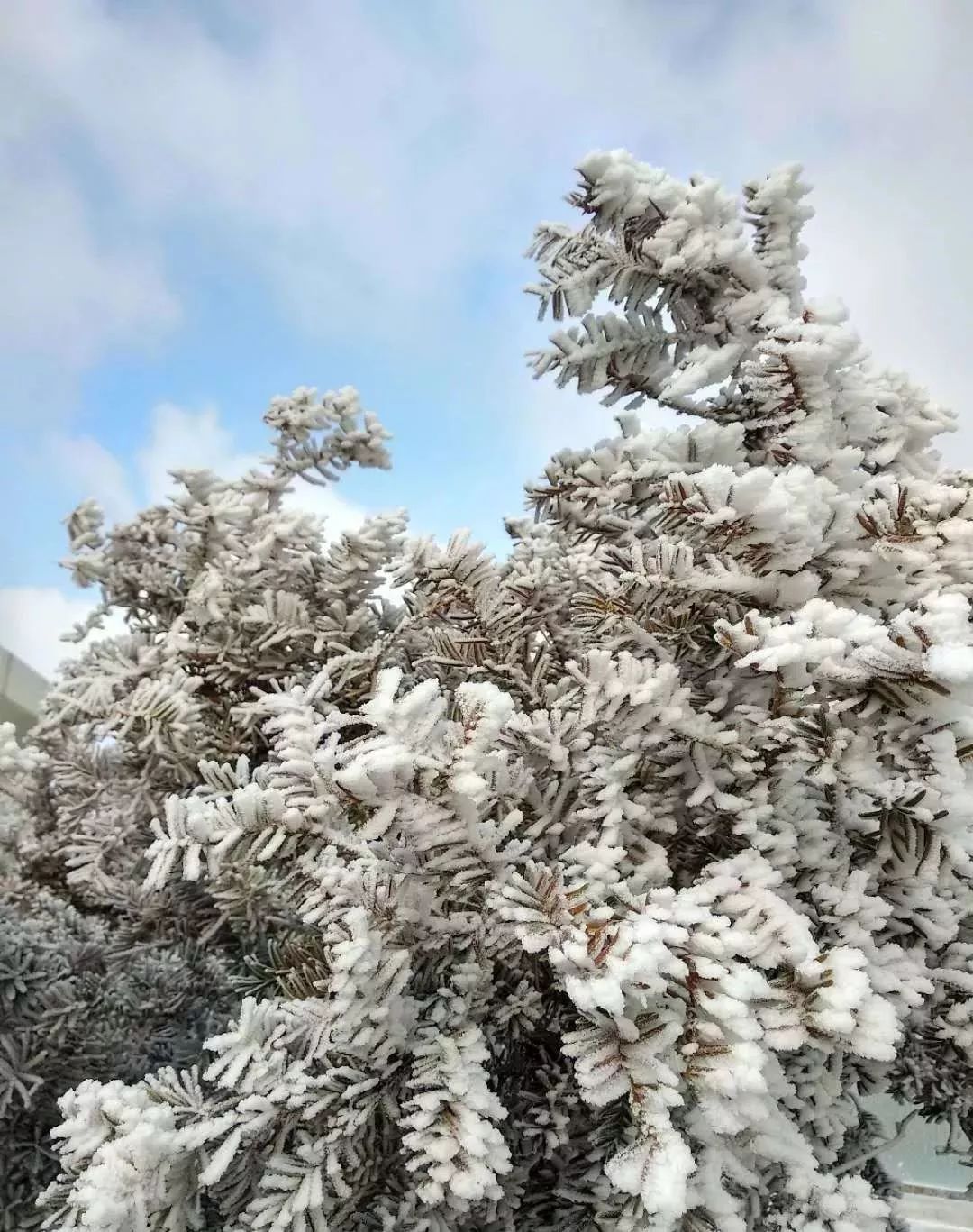 赏雪何须去北国,赏梦幻雾凇耍雪的绝佳去处