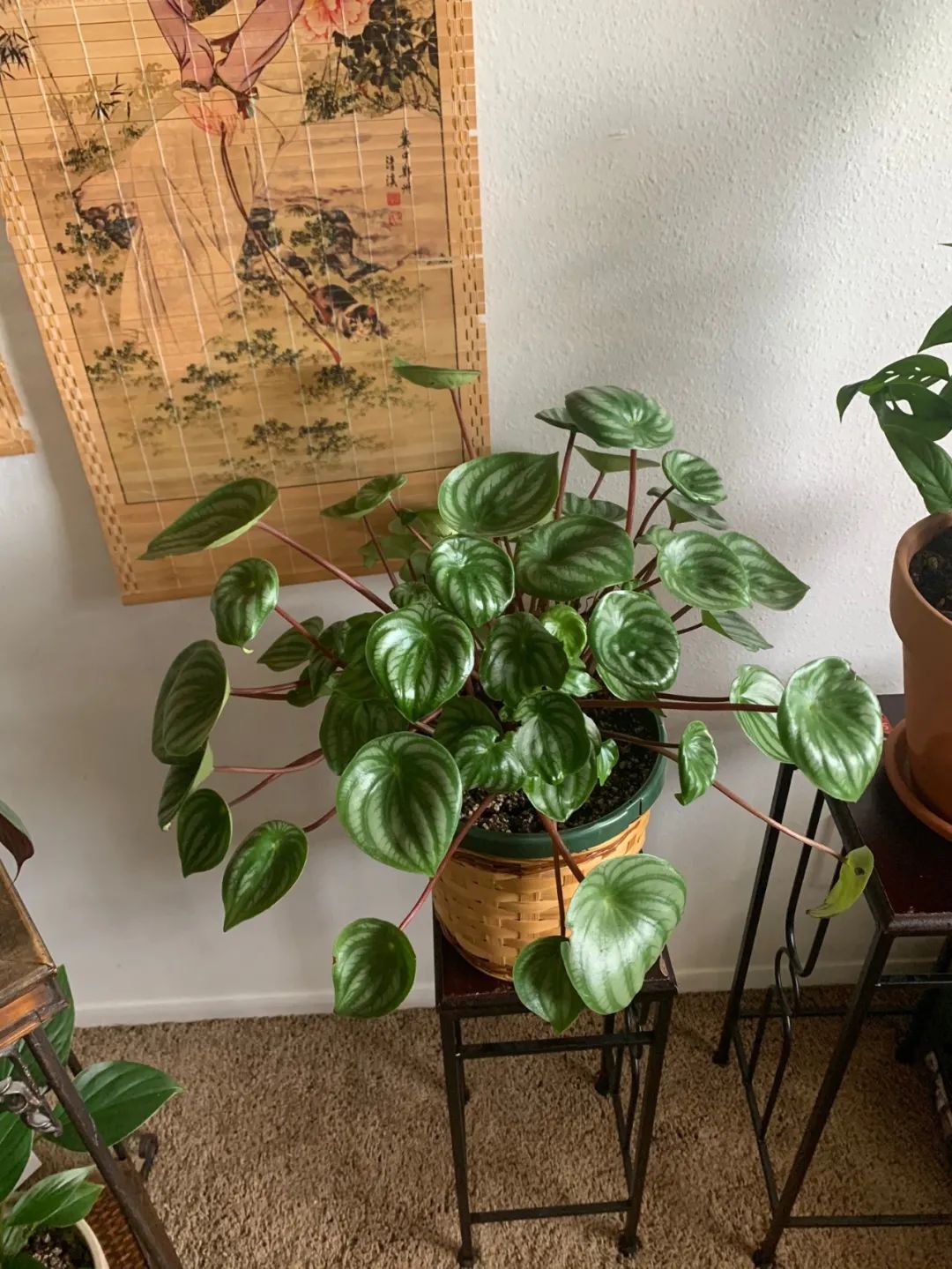 叶片翠绿的10种盆栽,叶子有斑点的观叶植物