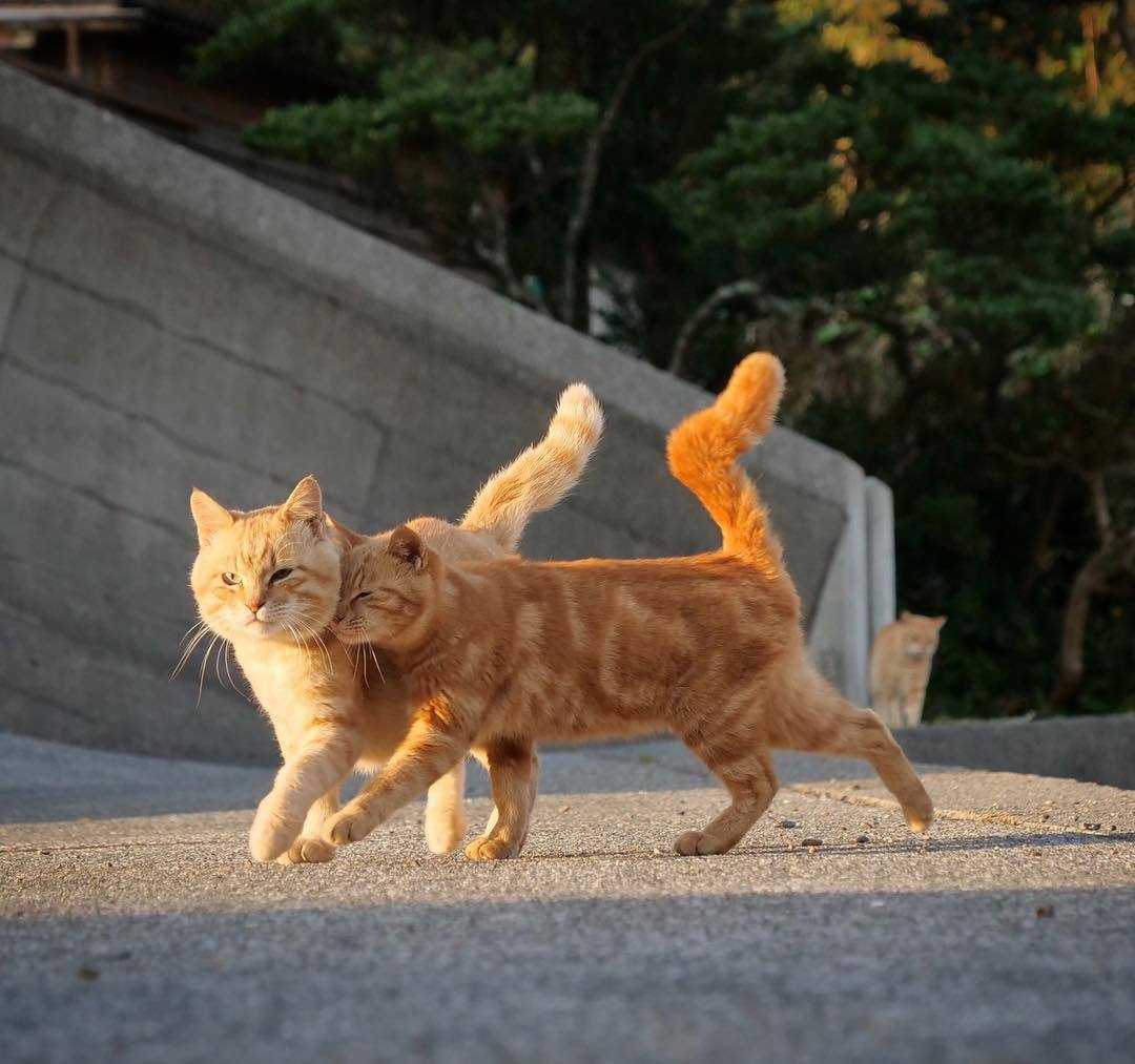 英短杂交中华田园猫,怎样鉴别中华田园猫