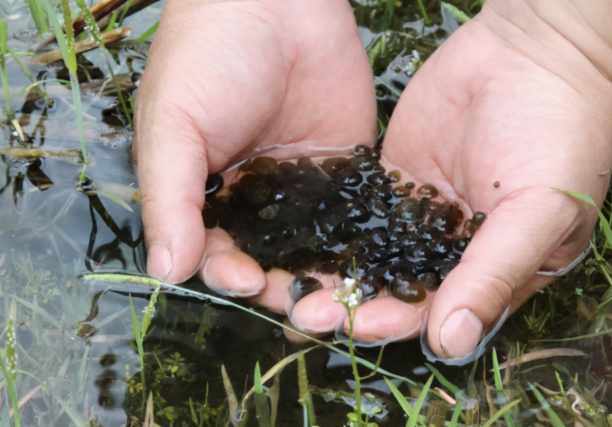 生长在地上的木耳,长在泥土上的木耳