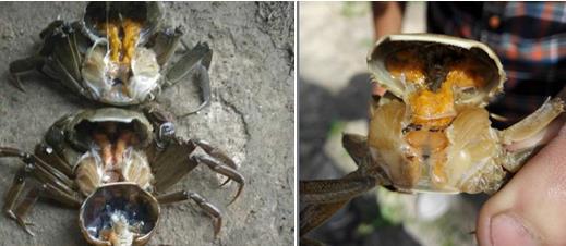 螃蟹养殖需要注意什么,螃蟹养殖吃什么