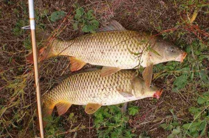 玉米钓饵的正确使用方法,玉米饵钓鲤鱼都是用什么