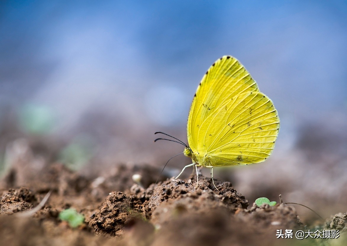 他7年专注拍蝴蝶,获“蝶痴”、“蝶仙”雅号