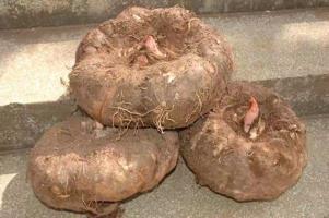 魔芋到底是啥,魔芋和魔芋有啥区别