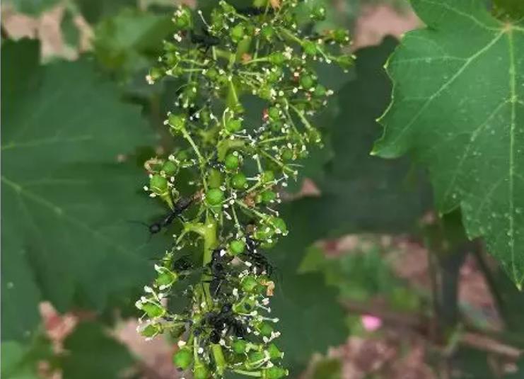 玉米蚜虫的生长过程图解,月季花生长的蚜虫如何处理