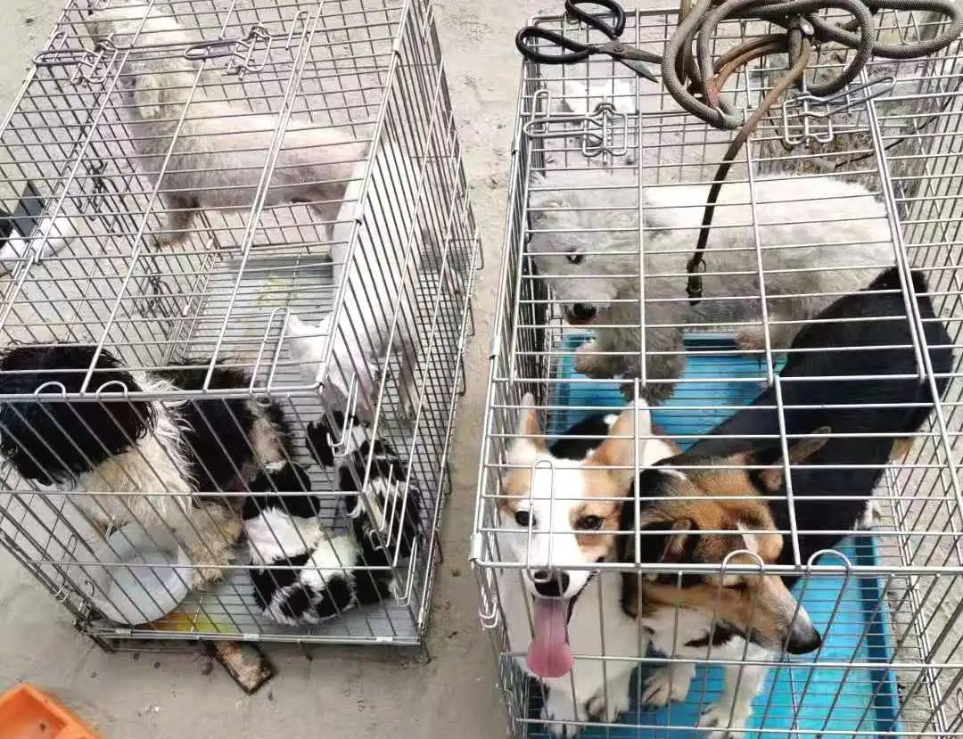 去非法屠宰场杀猪被抓,非法屠宰鸡鸭怎么处罚