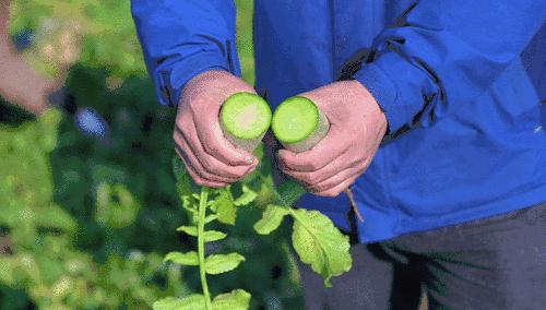一颗白菜卖60多块钱!拯救韩国人今年的餐桌,全靠山东寿光了