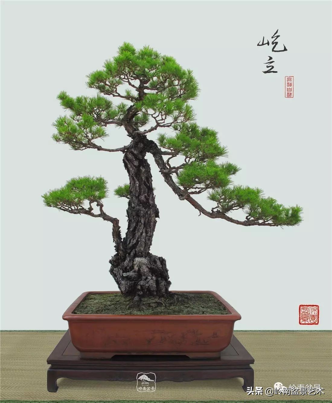 山松马尾松盆景,盆景大师郑永泰有书吗