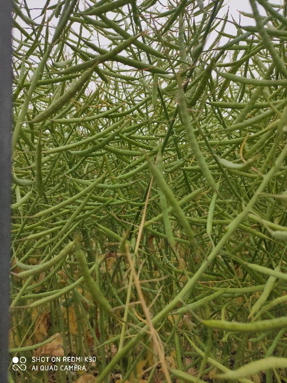 罗生门真实的情况是什么,加沙医院遇袭真相引发罗生门